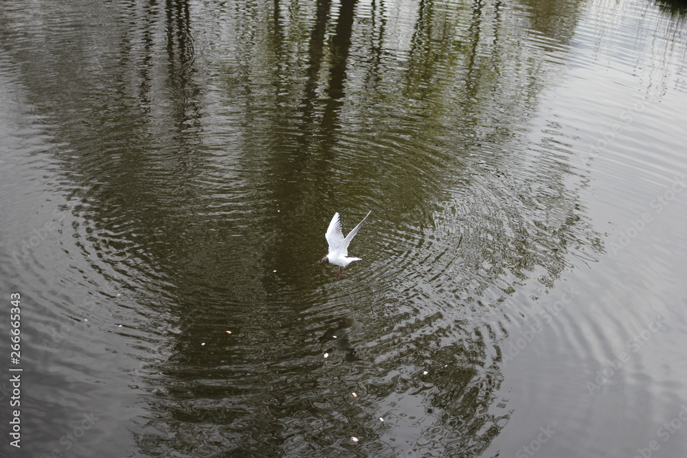 water, lake, bird