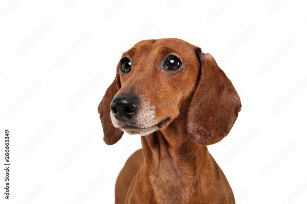 Portrait of an adorable Dachshund looking curiously