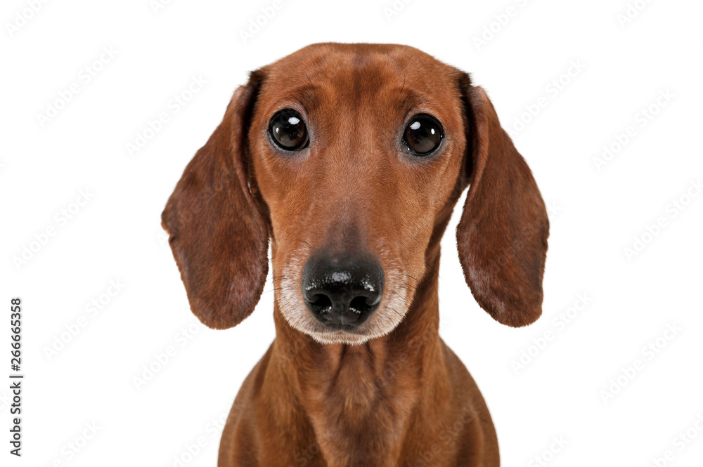 Portrait of an adorable Dachshund looking curiously at the camera