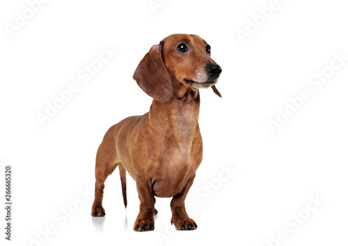 Studio shot of an adorable Dachshund looking curiously