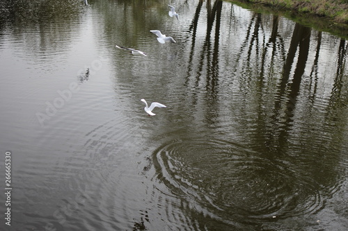 water  lake  bird