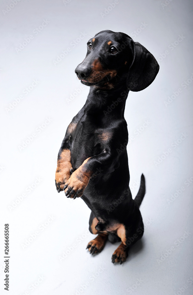 Studio shot of an adorable Dachshund standing on hind legs