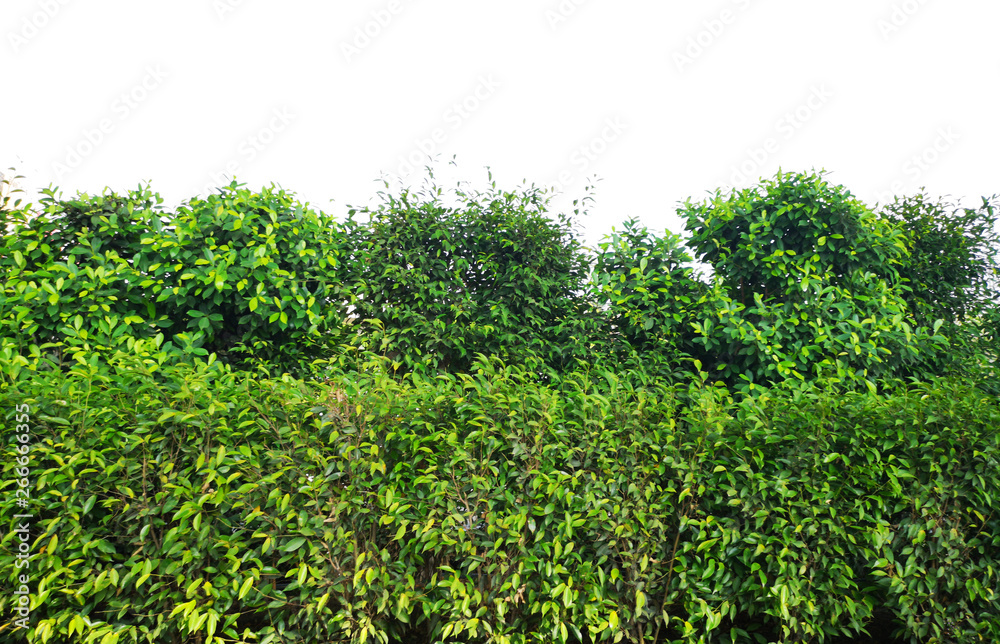 green bush isolated on white background