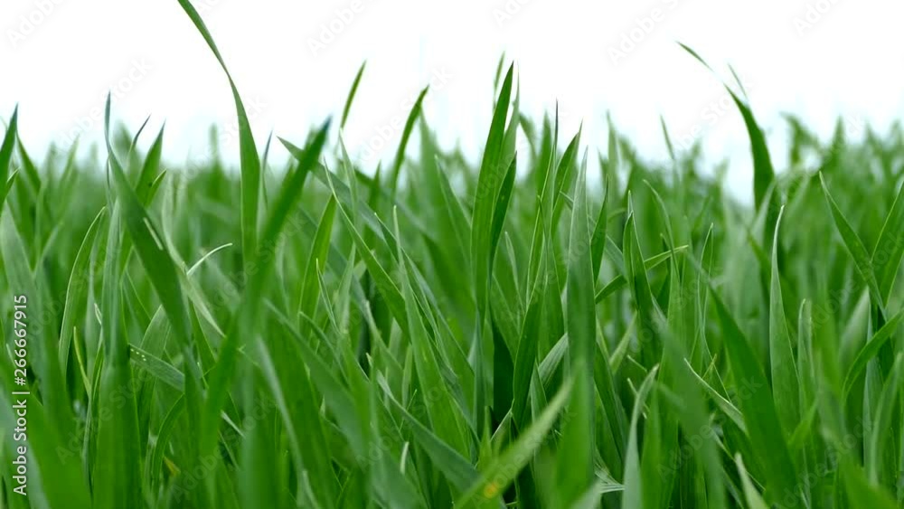 Green grass. Shoots young wheat on the field. Texture or green background. The wind stirs the grass. Green grass. Shoots young wheat on the field. Texture or green background. The wind stirs the grass.