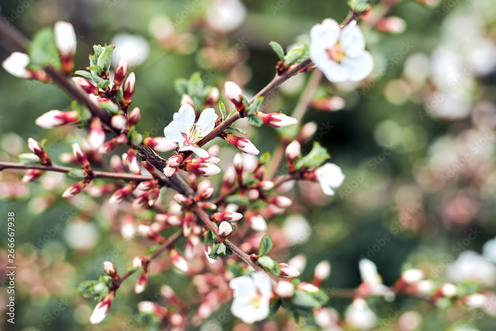 branch of a cherry tree branch of a cherry tree