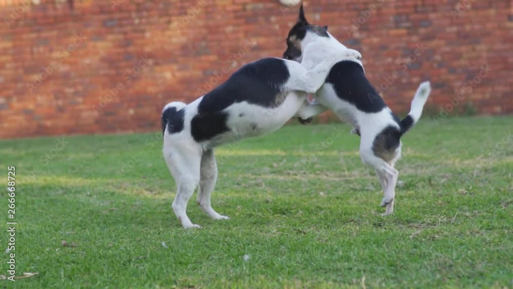 Two small young dogs playing aggressively together, jumping at each other on a lawn. Slow motion.