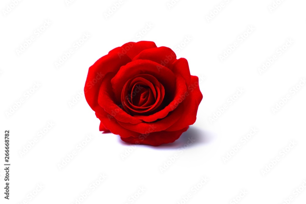 one red rose placed in the middle on a white background texture and object one red rose placed in the middle on a white background texture and object