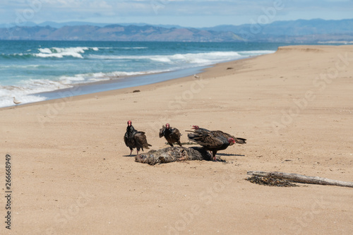 Fototapeta Naklejka Na Ścianę i Meble -  Turkey Vultures on The Beach. Nature's Recycle Process, Circle of Life