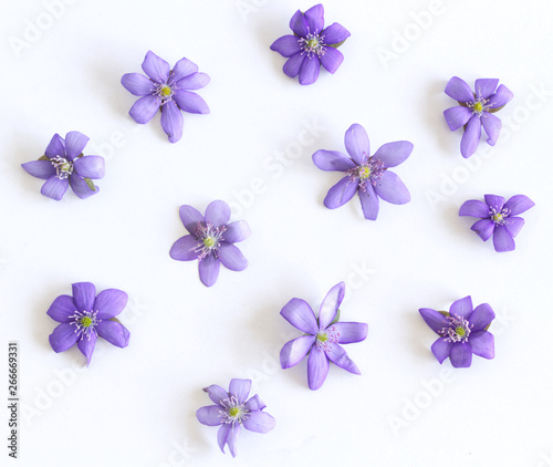 Liverwort  Hepatica nobilis flowers bloosoms on a white background  top view  creative flat layout. The concept of summer  spring  holiday on March 8  mother s day. Frame with copy space.