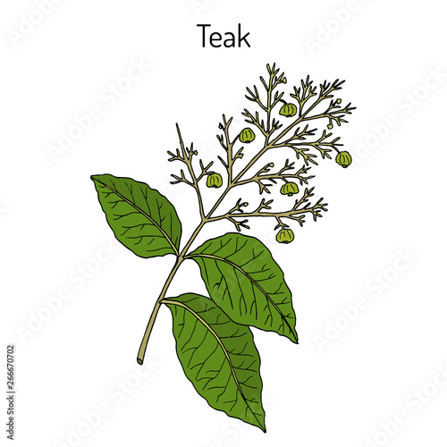 Teak tree (Tectona grandis), medicinal plant