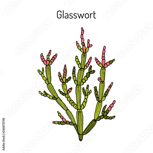 Common glasswort (Salicornia europaea), medicinal plant