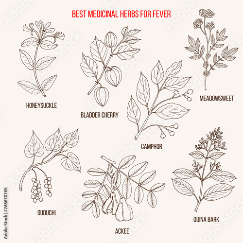 Best herbal remedies for fever