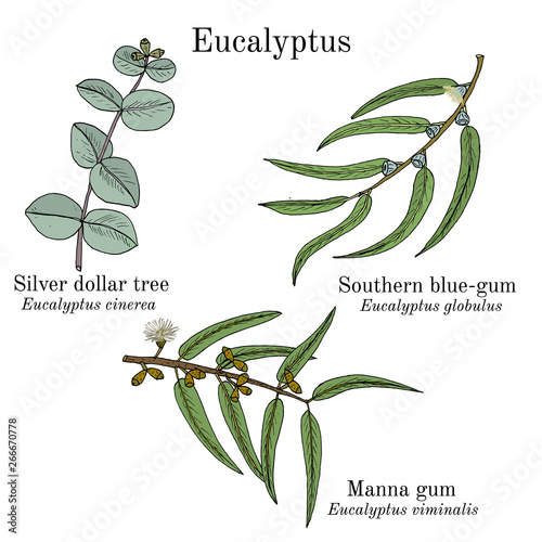 Silver dollar tree, manna gum and southern blue-gum eucalyptus set