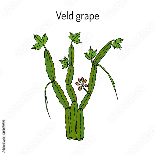Veld grape (cissus quadrangularis), medicinal plant photo