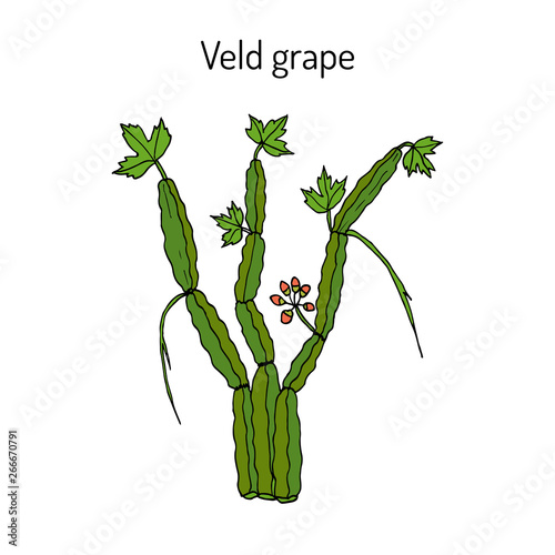 Veld grape (cissus quadrangularis), medicinal plant