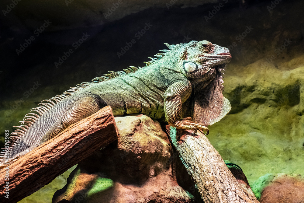 Green iguana - Iguana iguana, animal portrait Green iguana - Iguana iguana, animal portrait