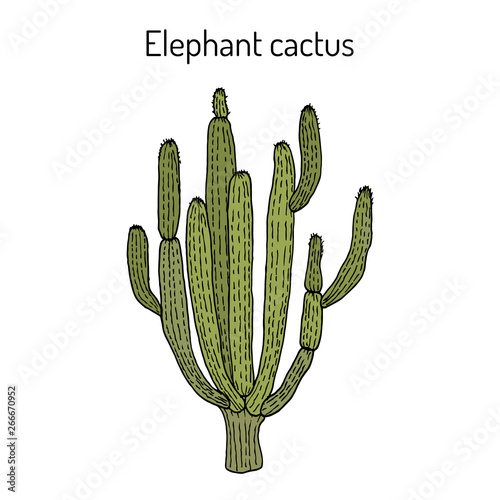 Elephant cactus (Pachycereus pringlei), medicinal plant photo