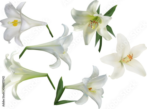 isolated white lily six flowers set