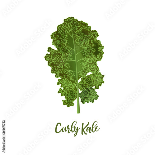 Curly kale. Food concept. Fresh juicy raw close up leaf cabbage isolated. Healthy diet, vegetarian food, spring summer