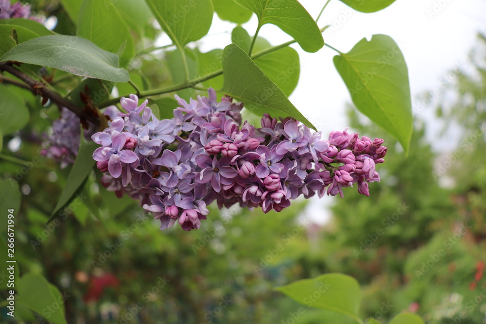 Lilac Lilac