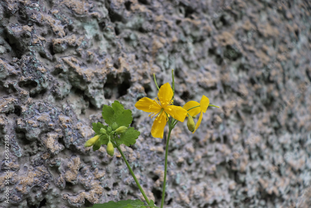 Flower against the wall. Will to live. Manifestation. Flower against the wall. Will to live. Manifestation.
