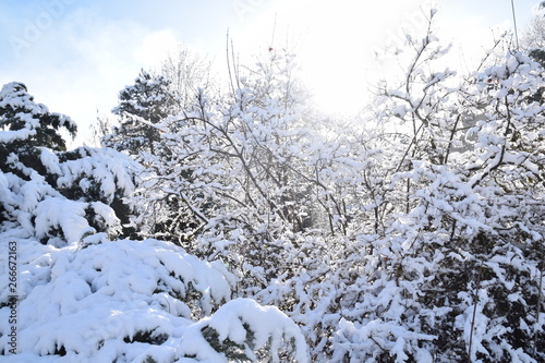 snow covered trees