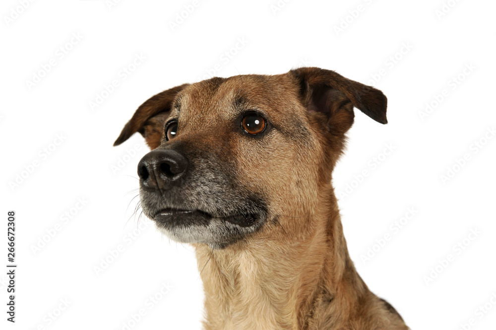 Portrait of a cute mixed breed dog puppy looking curiously Portrait of a cute mixed breed dog puppy looking curiously