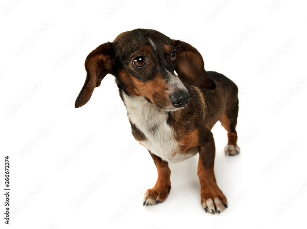 Studio shot of an adorable mixed breed dog with long ears looking funny