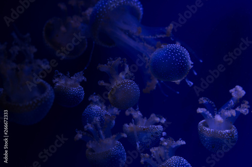 Exotic jellyfish floating in the ocean. © Viktoriya