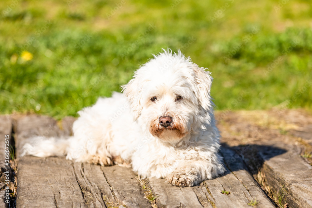 Coton de Tulear lying outdoors in the sun Coton de Tulear lying outdoors in the sun