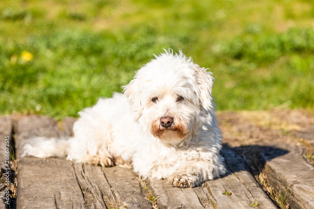 Coton de Tulear lying outdoors in the sun