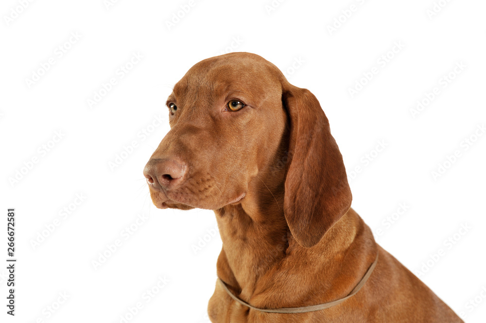 Portrait of an adorable magyar vizsla looking calm Portrait of an adorable magyar vizsla looking calm