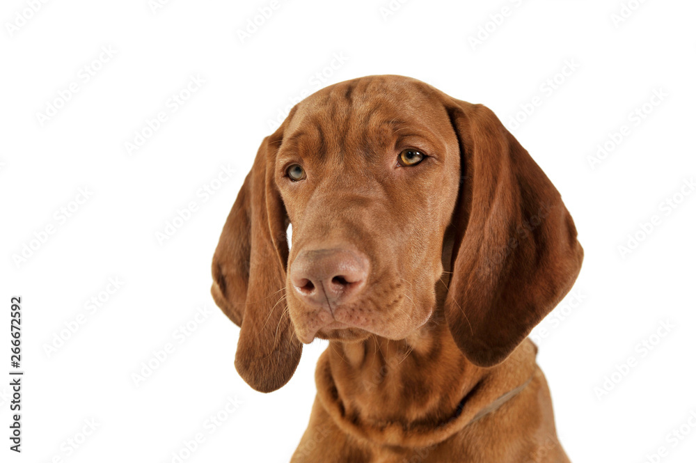 Portrait of an adorable magyar vizsla looking calm Portrait of an adorable magyar vizsla looking calm