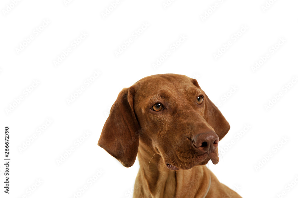 Portrait of an adorable magyar vizsla looking curiously Portrait of an adorable magyar vizsla looking curiously