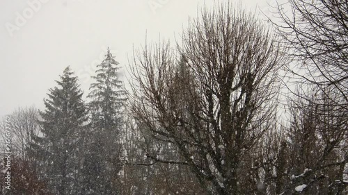 Wallpaper Mural Time lapse of snow falling in a forest in the French Alps in winter. Torontodigital.ca
