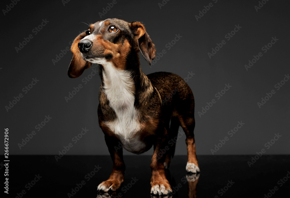 Studio shot of an adorable mixed breed dog with long ears looking up curiously