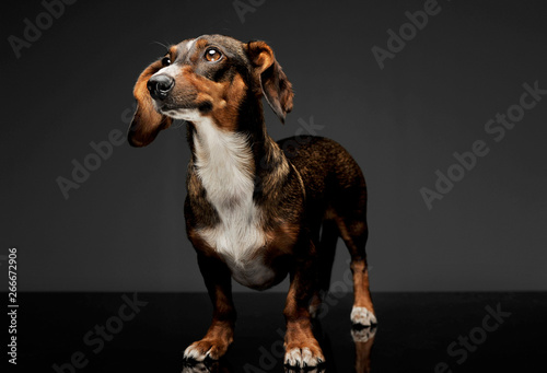 Studio shot of an adorable mixed breed dog with long ears looking up curiously © kisscsanad