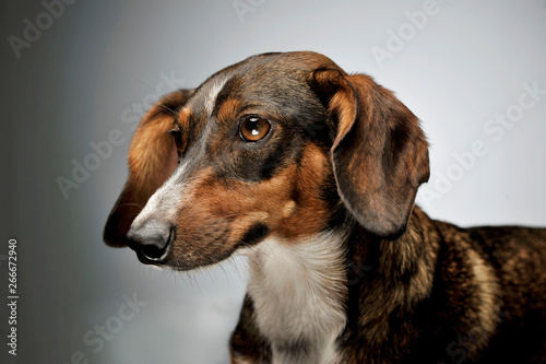 Portrait of an adorable mixed breed dog with long ears looking sad