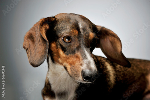 Portrait of an adorable mixed breed dog with long ears looking sad © kisscsanad
