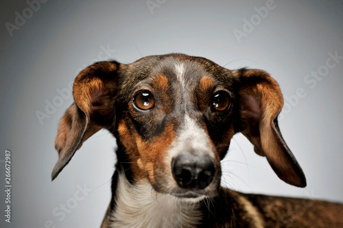 Portrait of an adorable mixed breed dog with long ears looking curiously at the camera © kisscsanad
