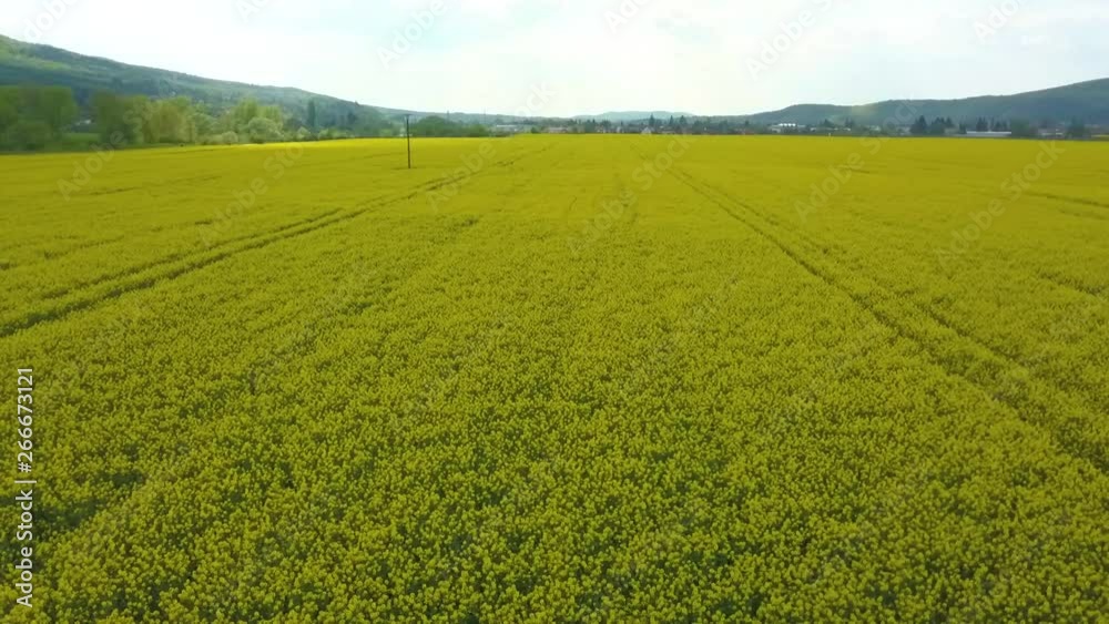 Flying down over yellow rapeseed canola field with mountains in the horizon. Flying down over yellow rapeseed canola field with mountains in the horizon.