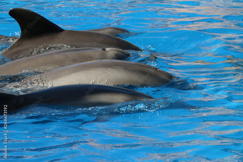  Delfine oder Delphine (Delphinidae) schwimmen im Wasser