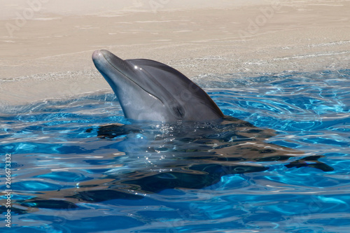 Delfine oder Delphine (Delphinidea) schaut aus dem Wasser