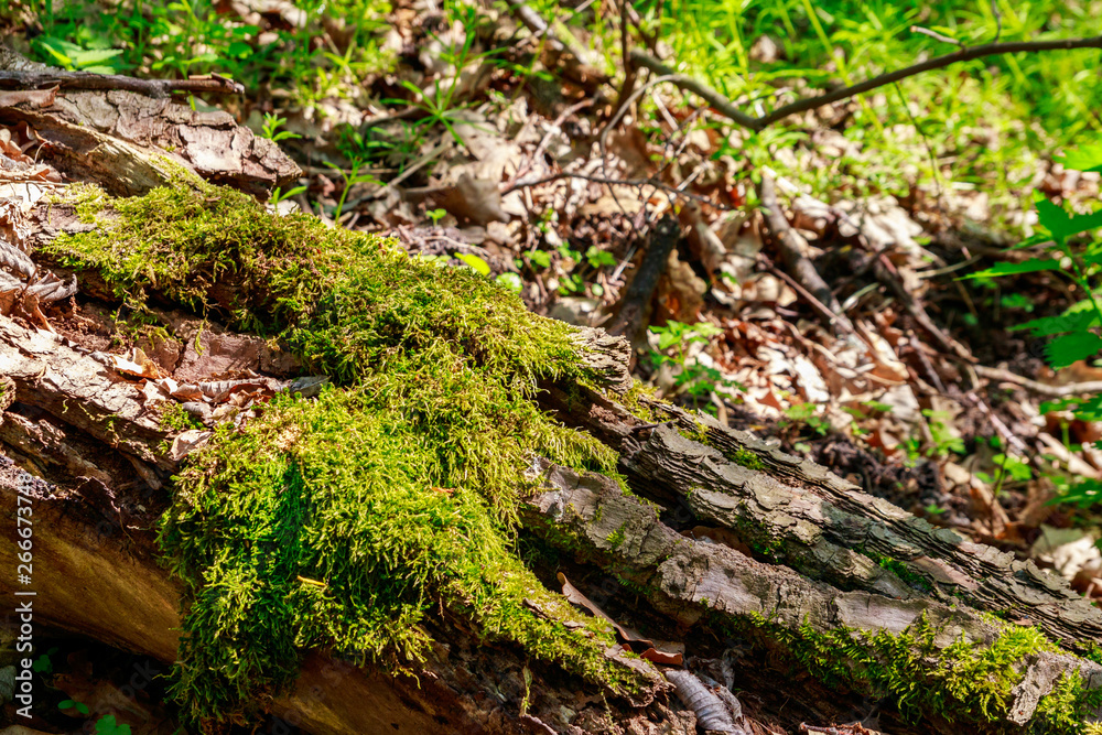 Green moss growing on fallen tree trunk in forest Green moss growing on fallen tree trunk in forest