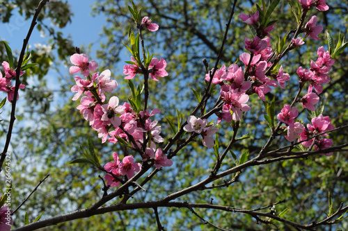 Beautiful Peach Blossom on nature background. Peach tree in early spring