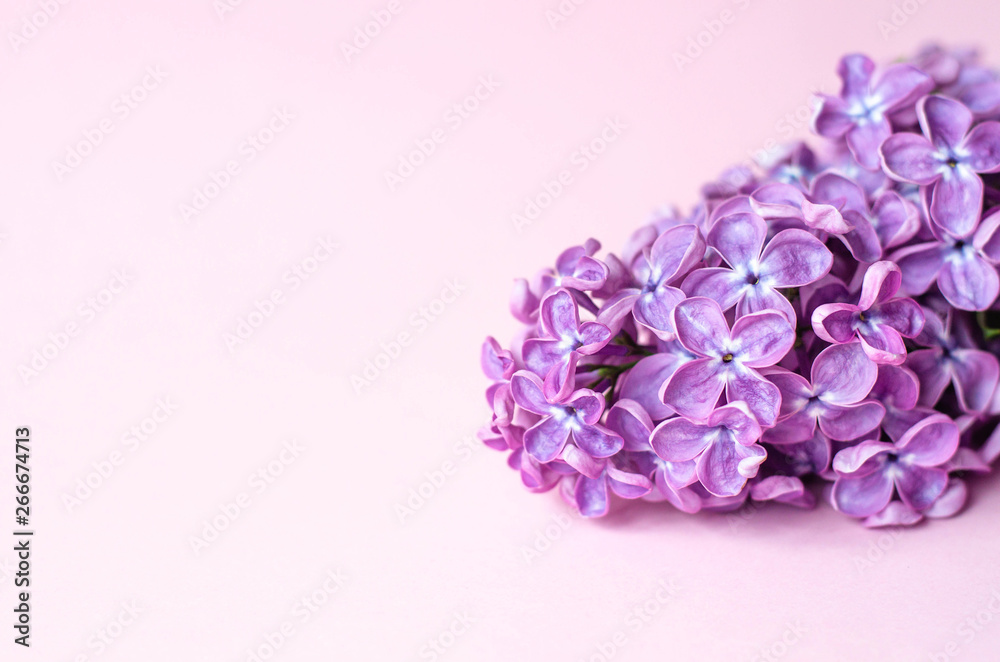 Fototapeta premium A sprig of lilac lies on a pink paper background.