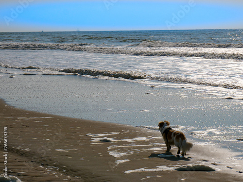 Fototapeta Naklejka Na Ścianę i Meble -  dog on beach
