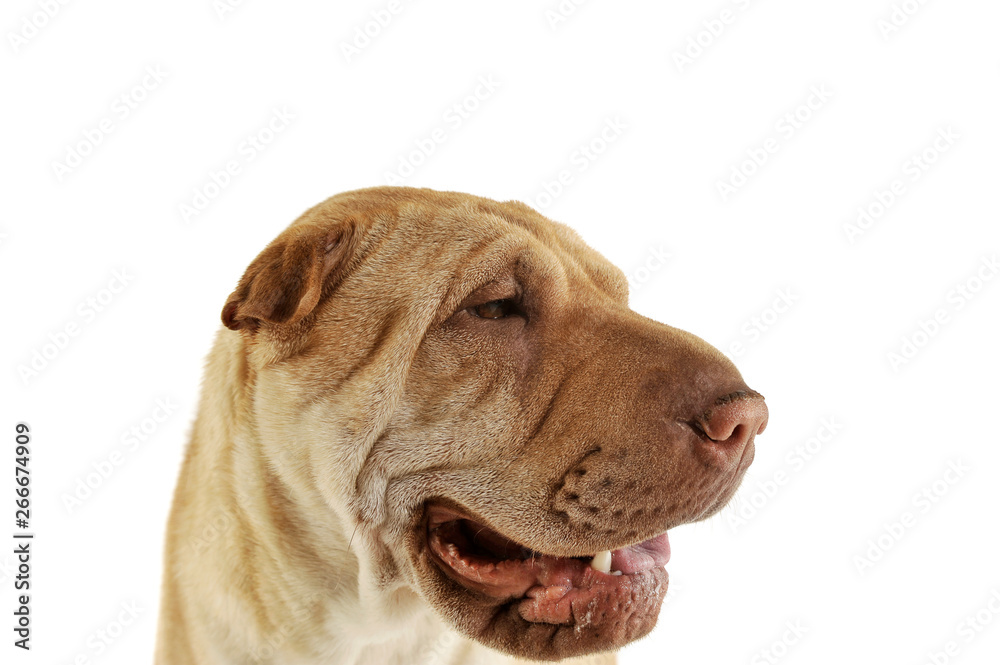 Portrait of an adorable Shar pei looking curiously