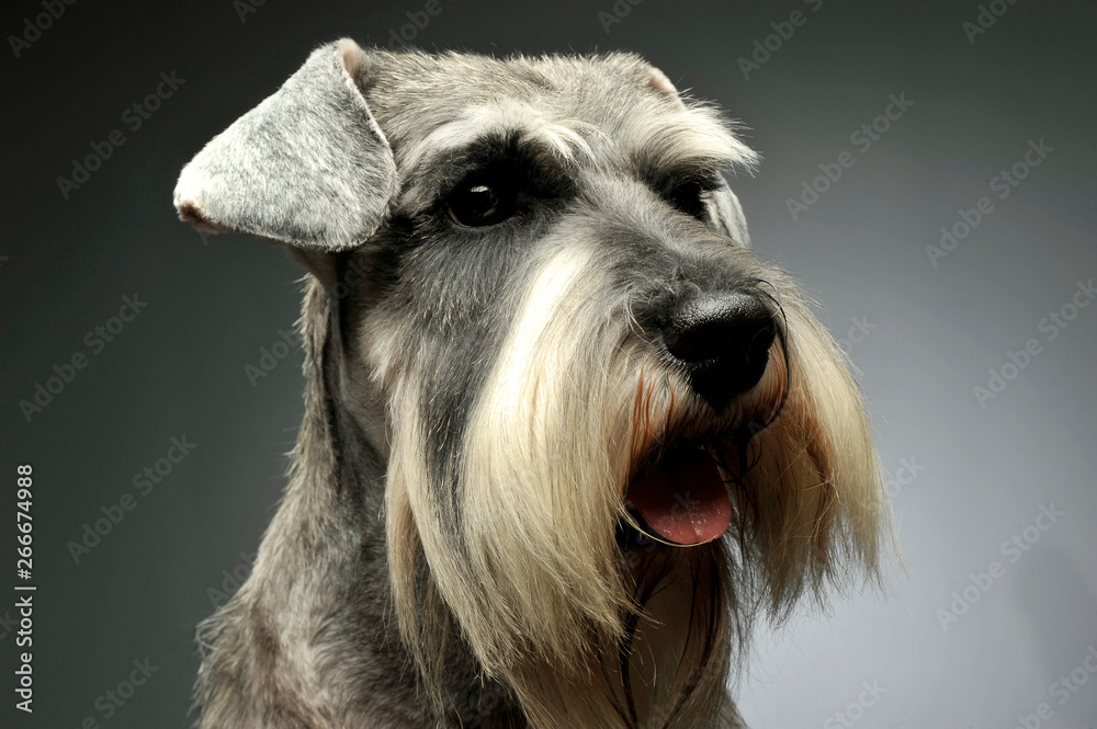 Portrait of an adorable Schnauzer looking curiously