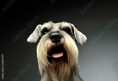 Portrait of an adorable Schnauzer looking curiously at the camera